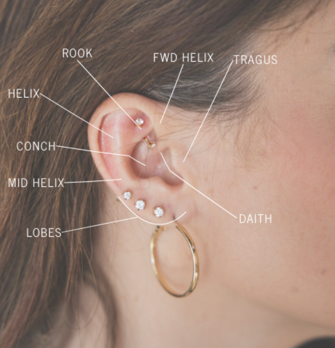 Diagram of an ear with labeled parts and earrings worn.